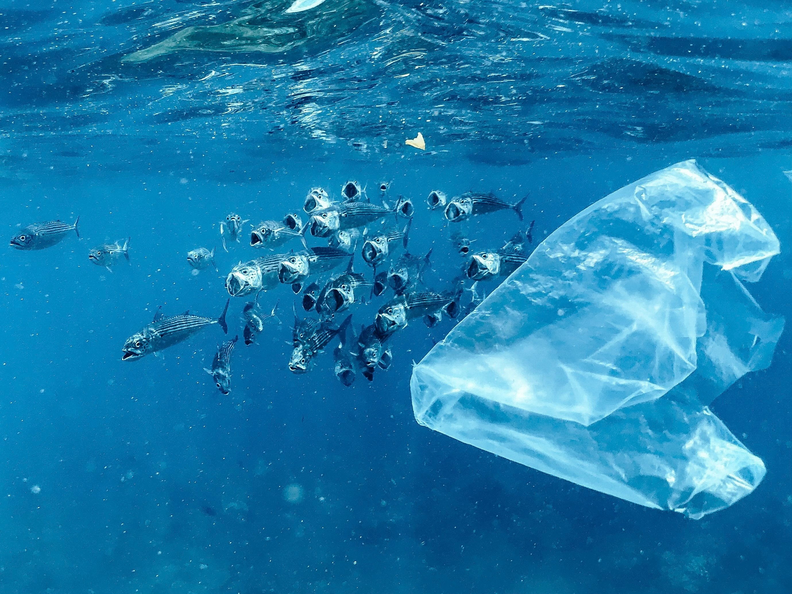 Microplastic blijken chemisch actief