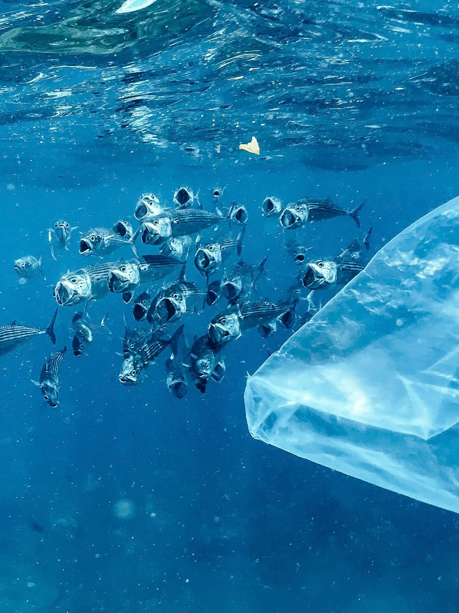 Microplastic blijken chemisch actief