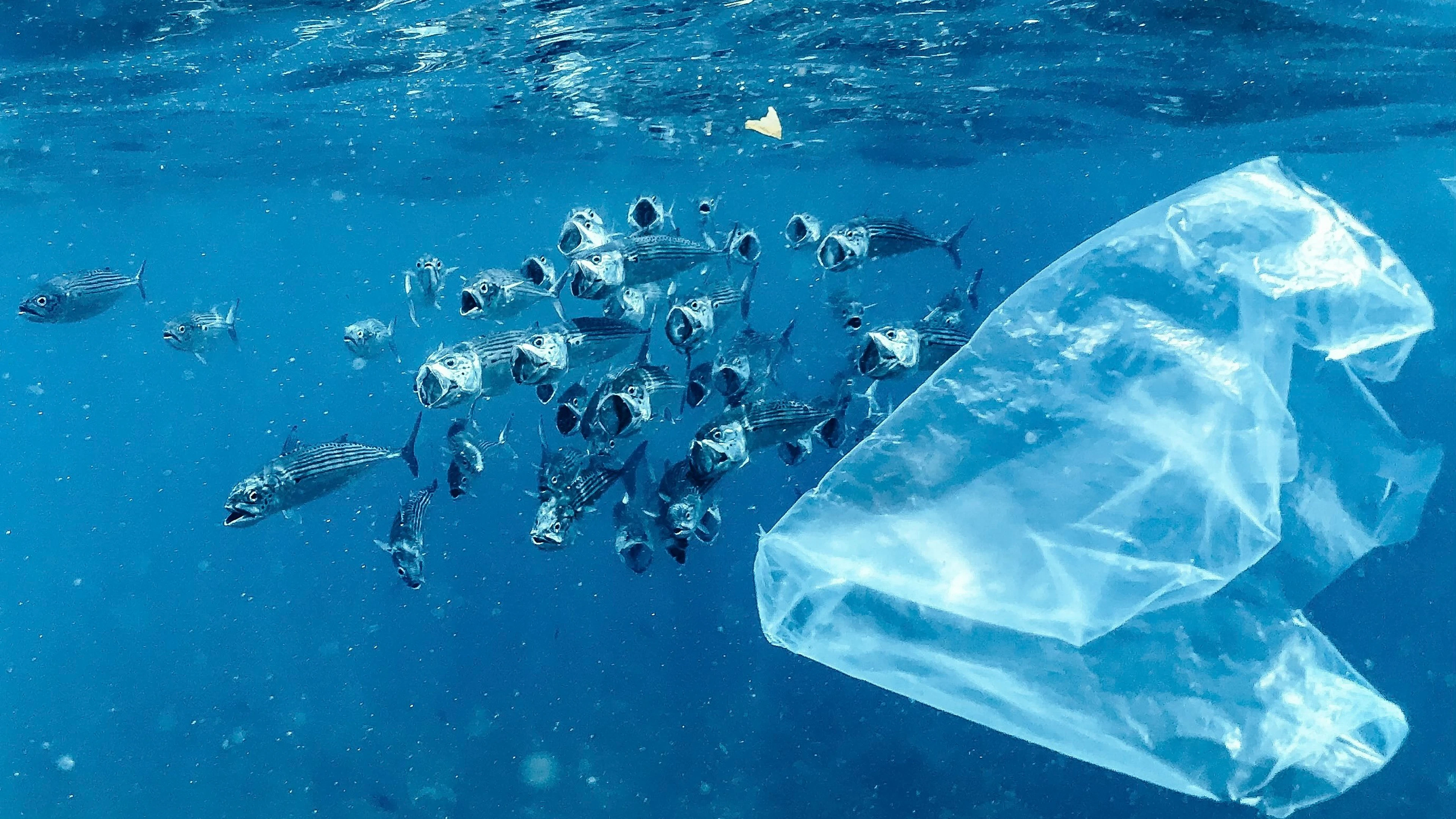 Microplastic blijken chemisch actief