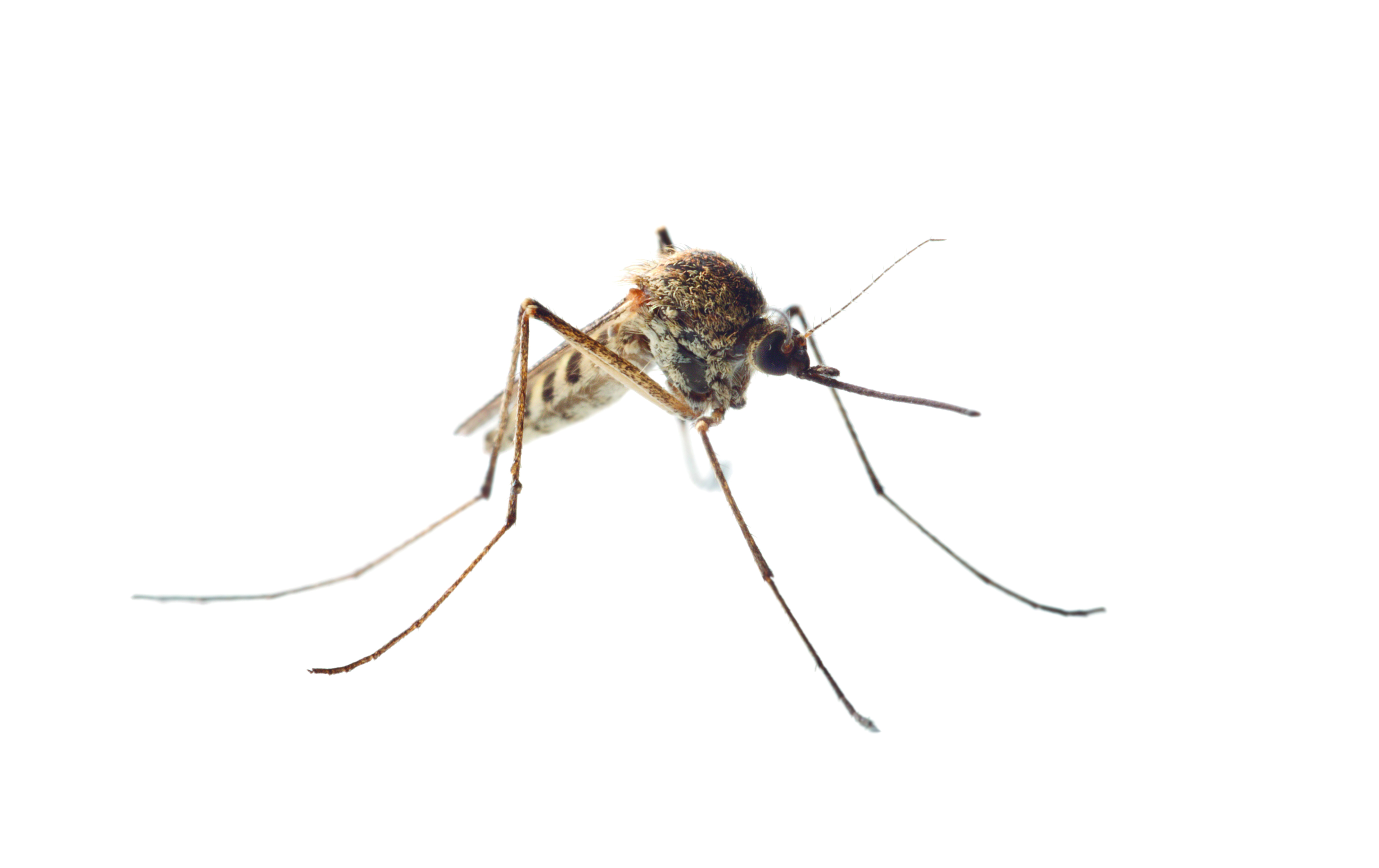 culex pipiens