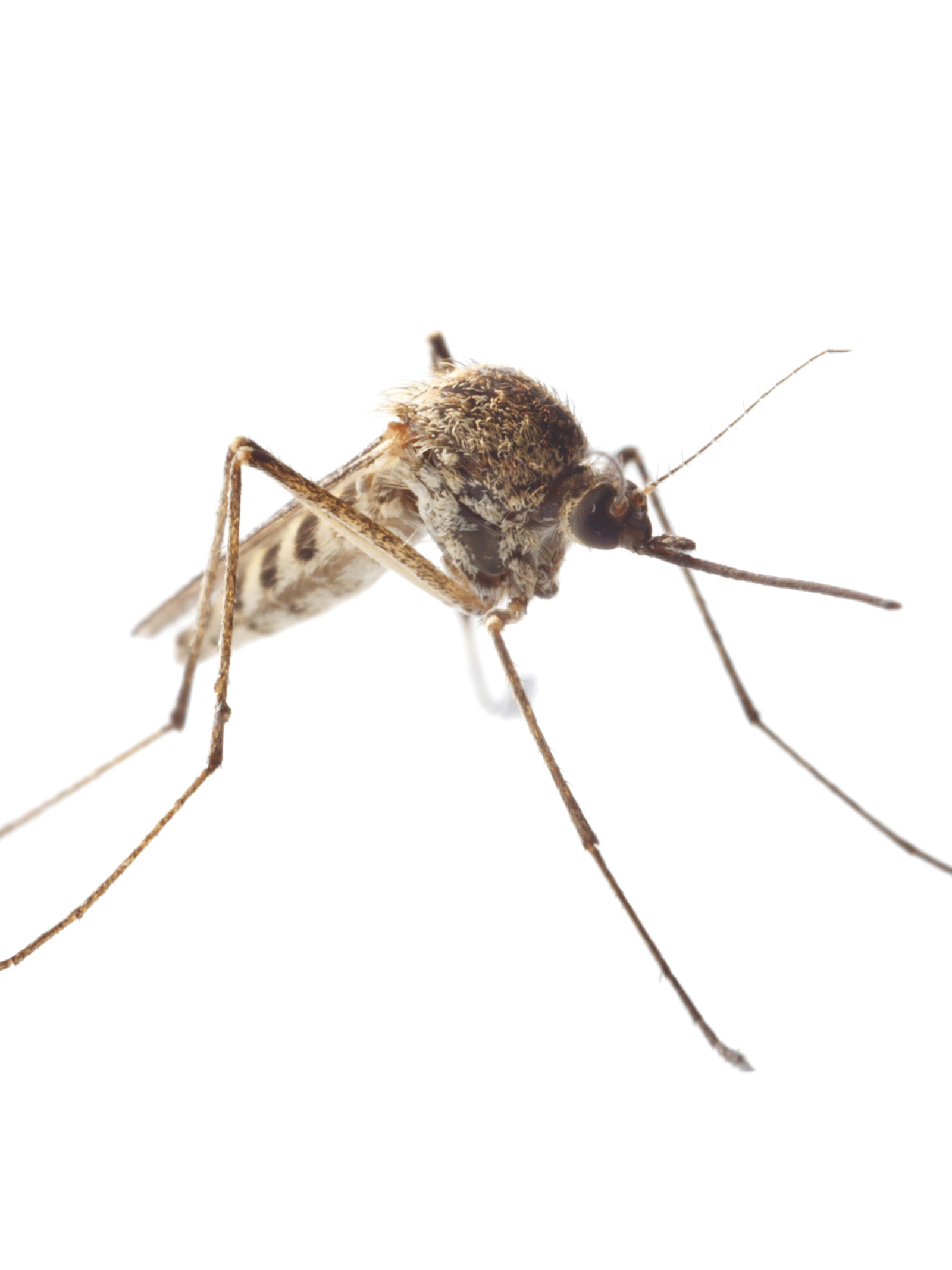 culex pipiens