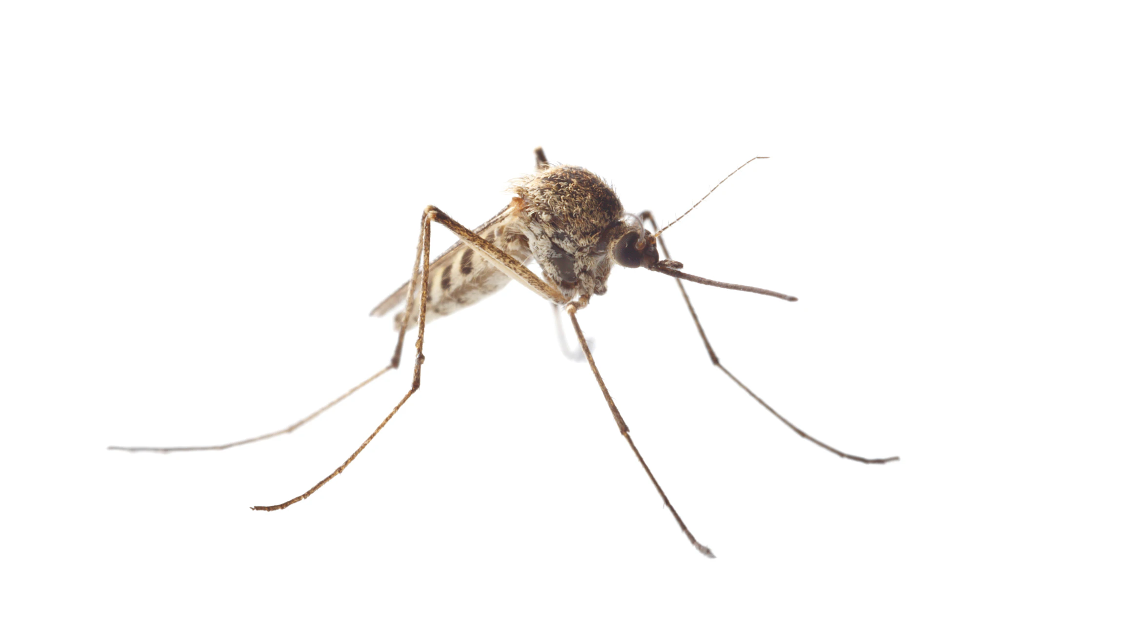 culex pipiens