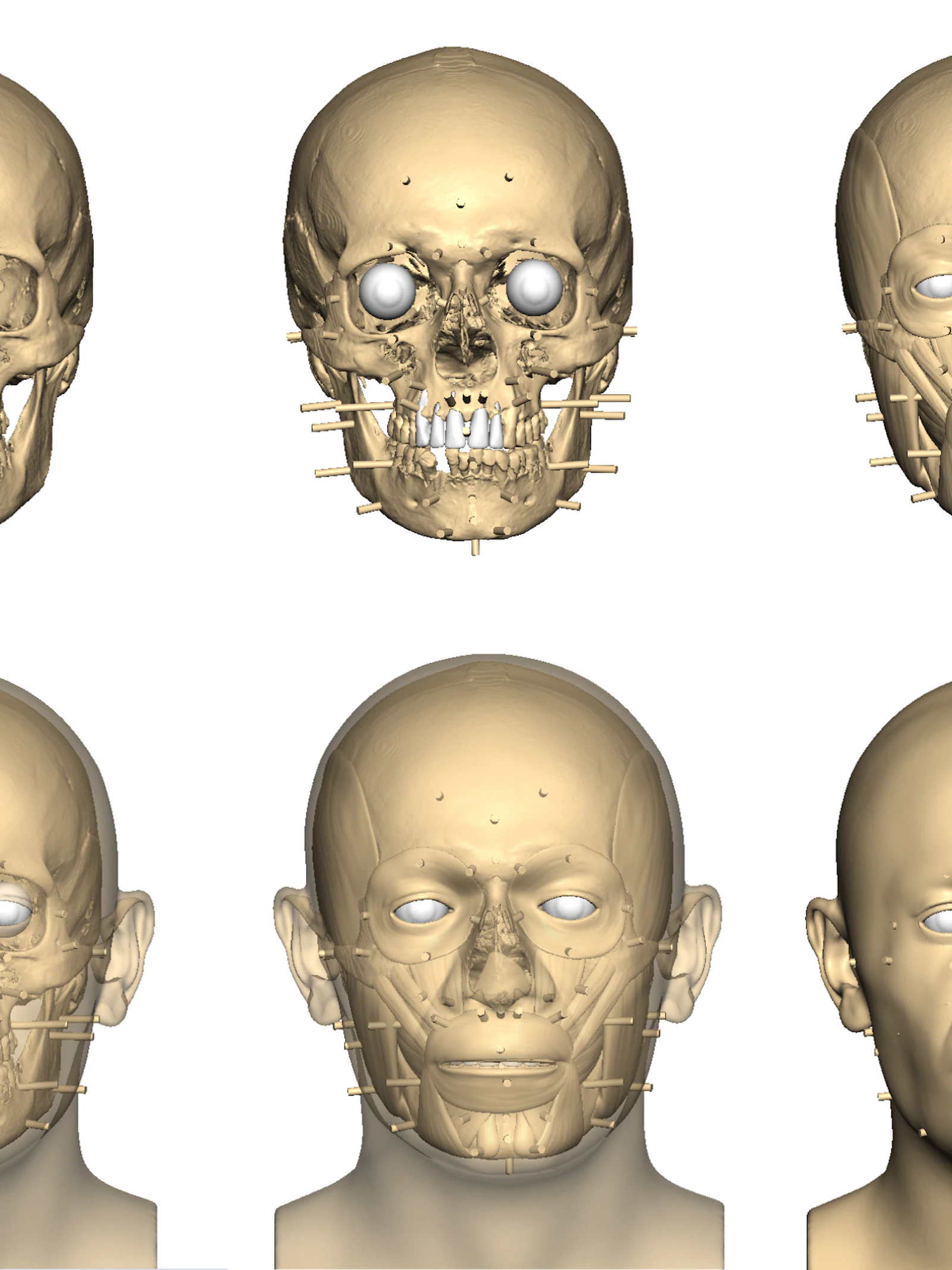 Gezichtsreconstructie van ‘IND 936’ Copyright: Jessica Liu, Face Lab – Liverpool John Moores University gezichtsreconstructie van een ridder