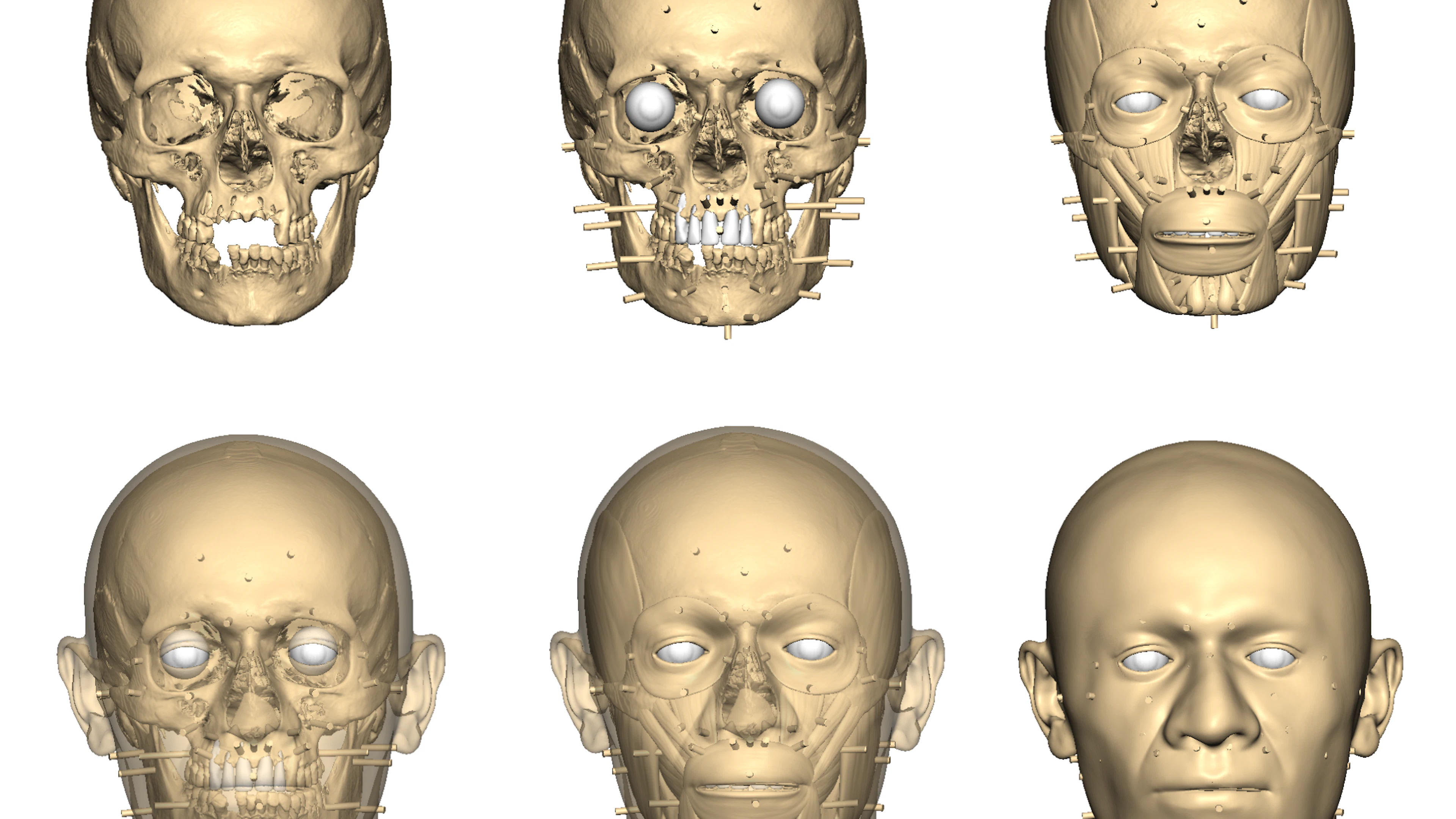 Gezichtsreconstructie van ‘IND 936’ Copyright: Jessica Liu, Face Lab – Liverpool John Moores University gezichtsreconstructie van een ridder