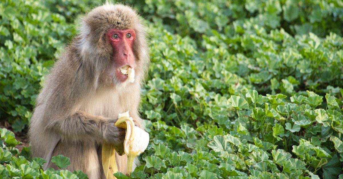 Een Japanse makaak eet een banaan. Foto: UC San Diego.