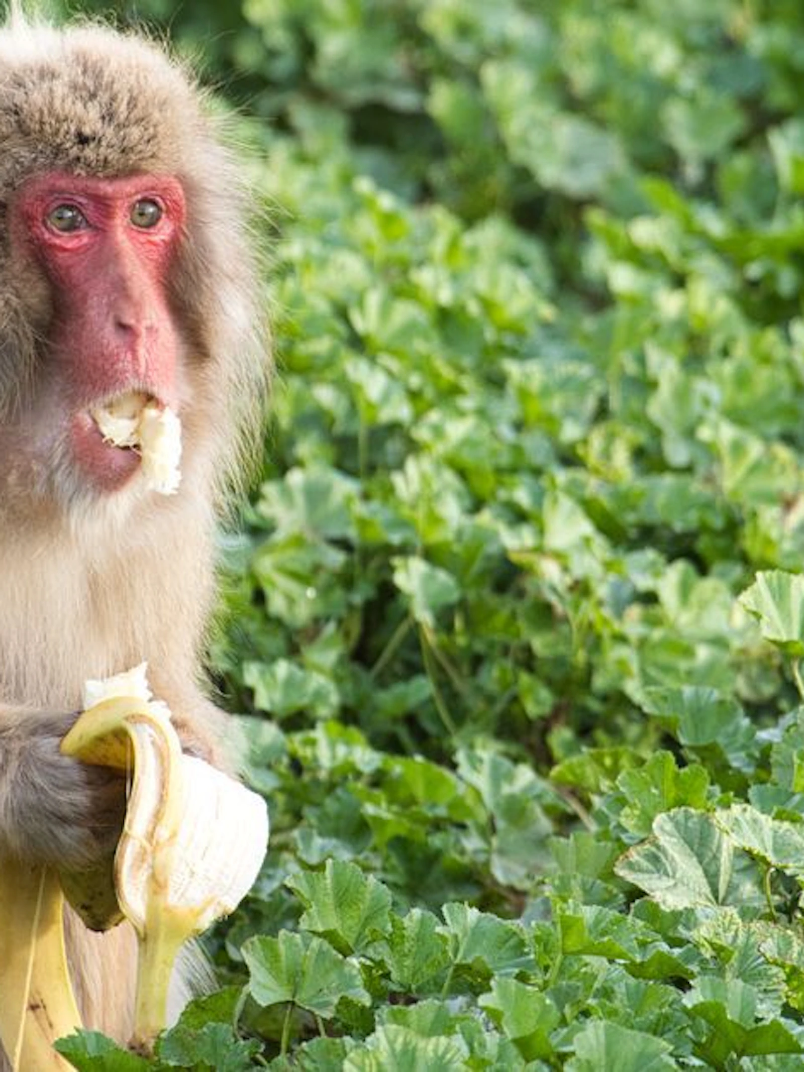 Een Japanse makaak eet een banaan. Foto: UC San Diego.