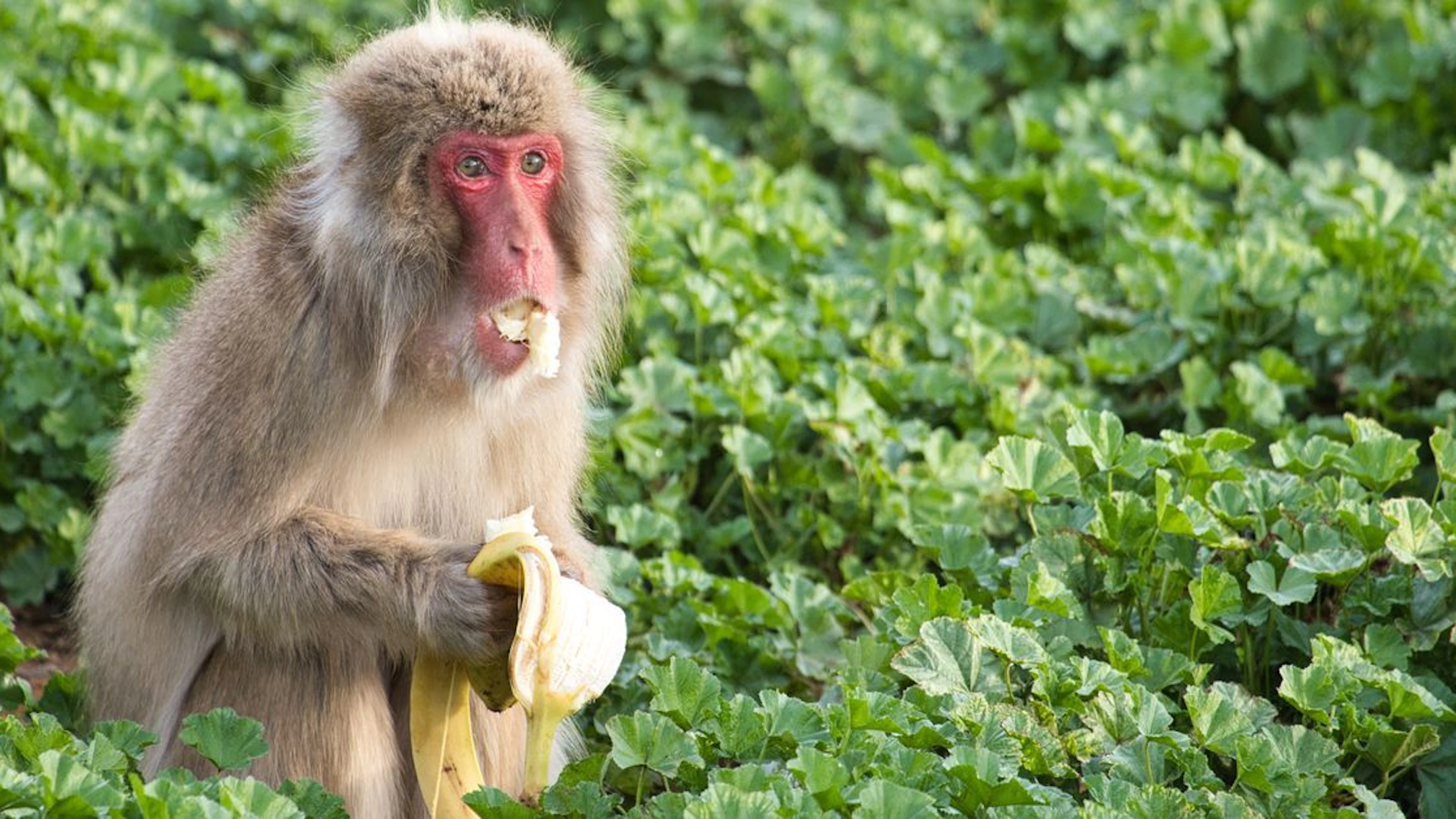 Een Japanse makaak eet een banaan. Foto: UC San Diego.