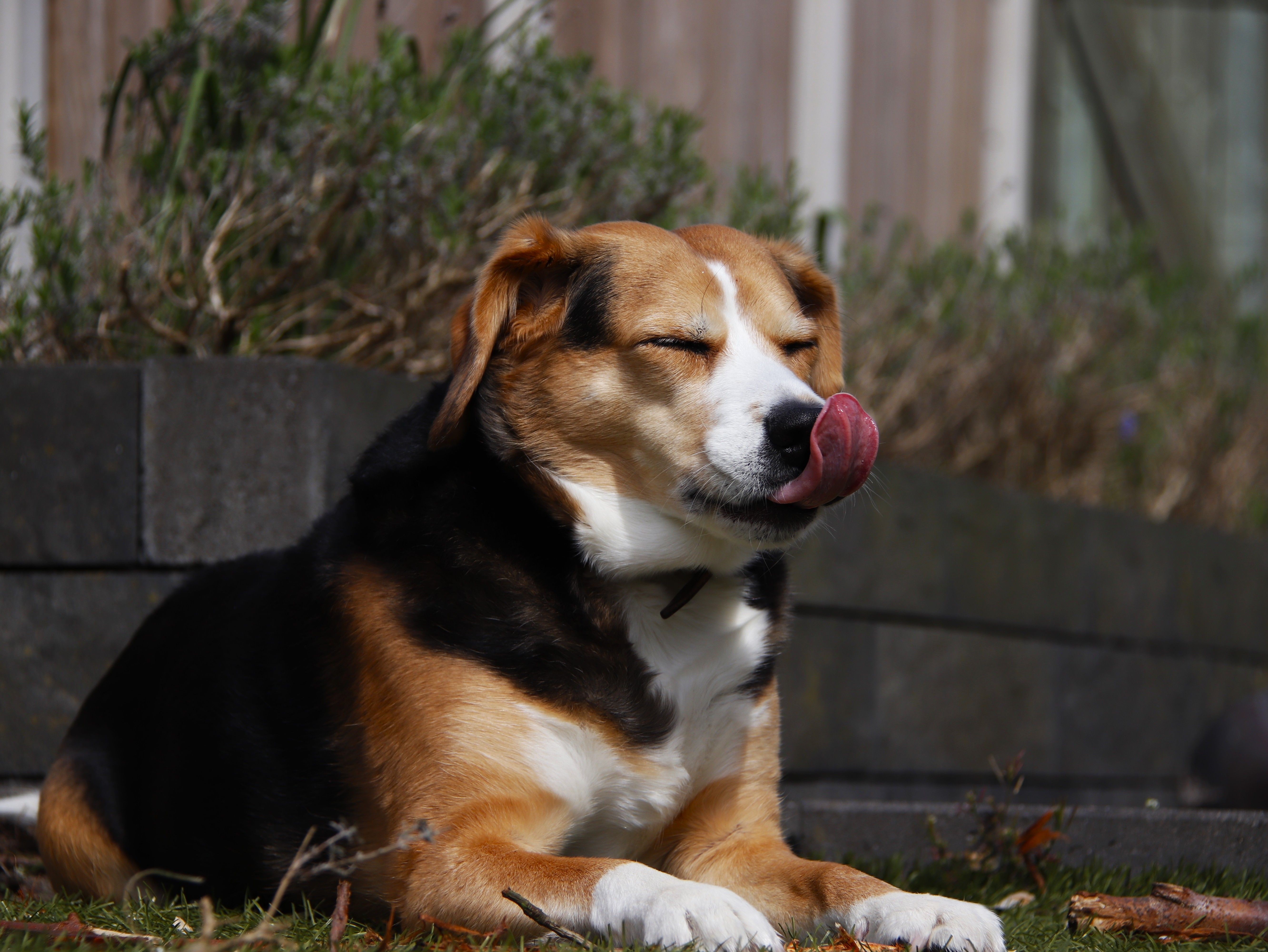 Honden lezen onze gelaatsuitdrukking