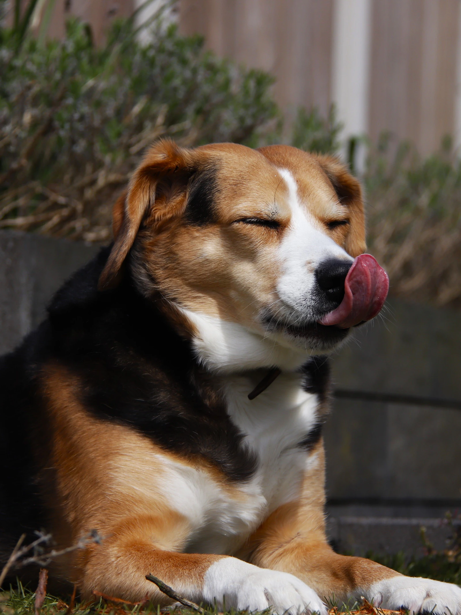 Honden lezen onze gelaatsuitdrukking Honden lezen onze gelaatsuitdrukking