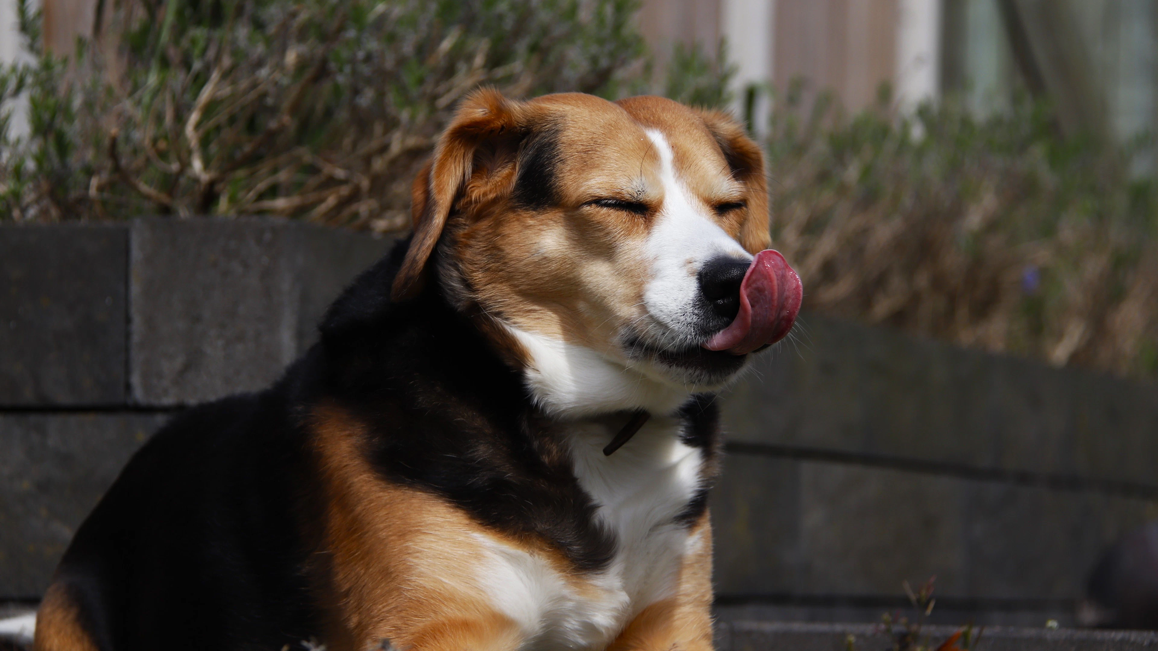 Honden lezen onze gelaatsuitdrukking Honden lezen onze gelaatsuitdrukking