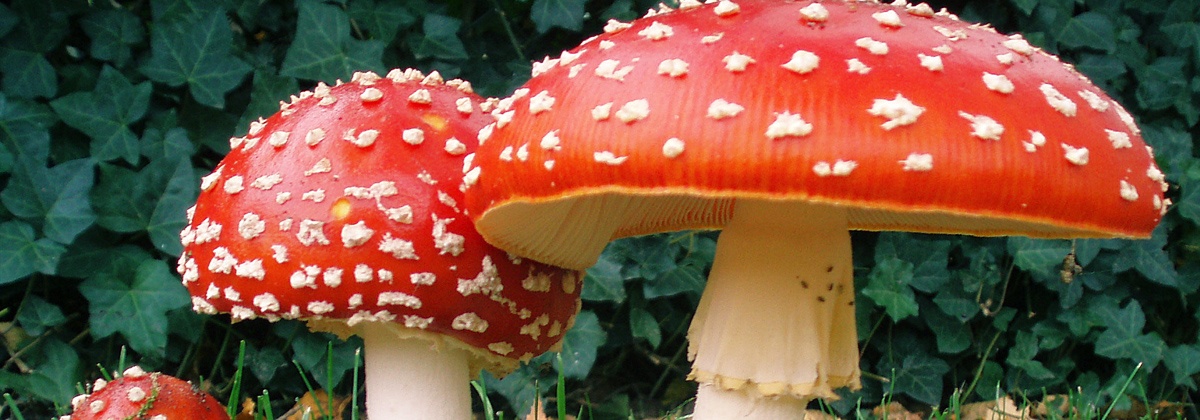 Zoek paddenstoelen