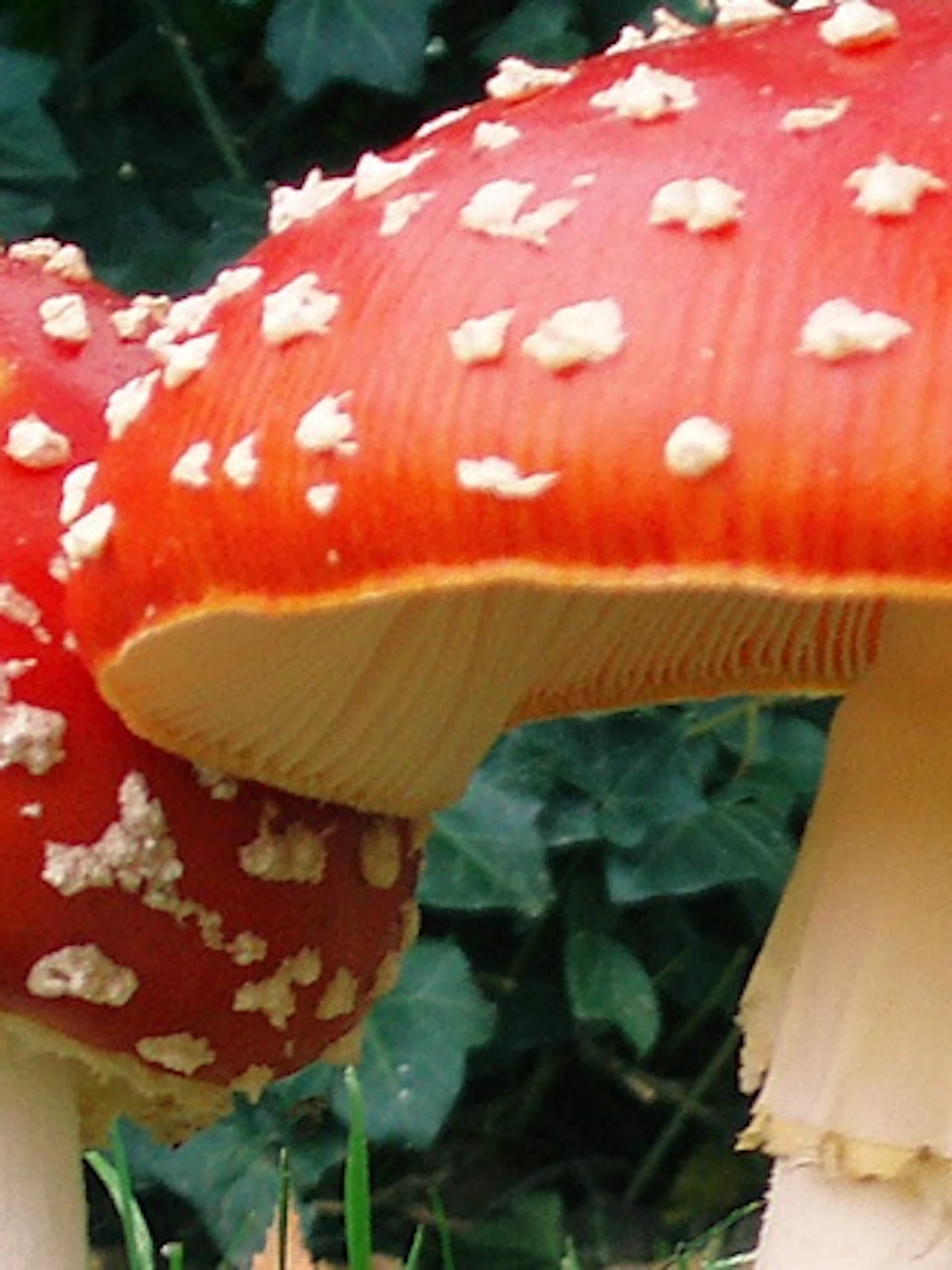 Zoek paddenstoelen