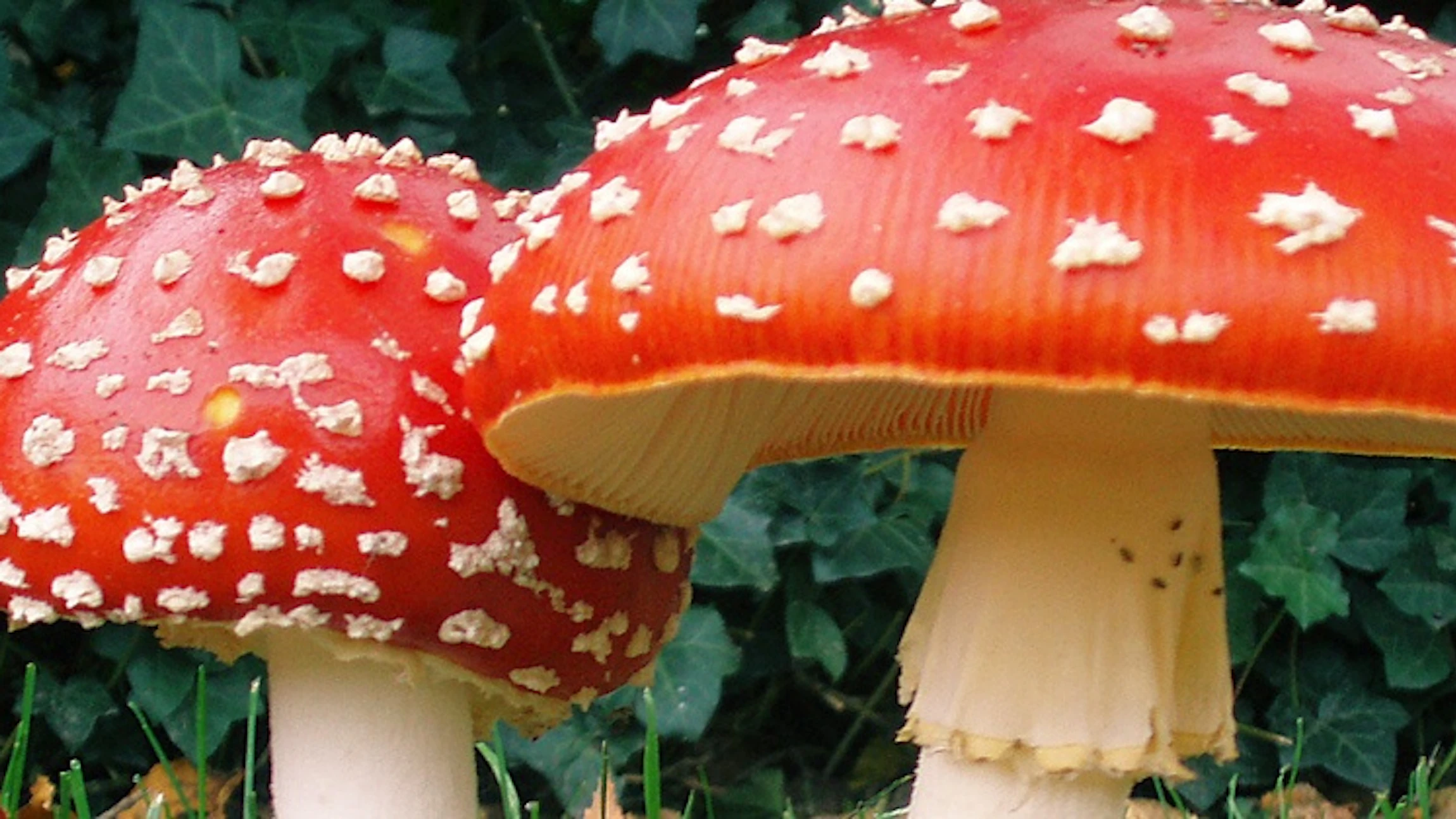 Zoek paddenstoelen
