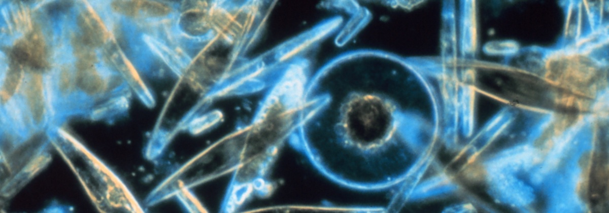 Onderzoek plankton