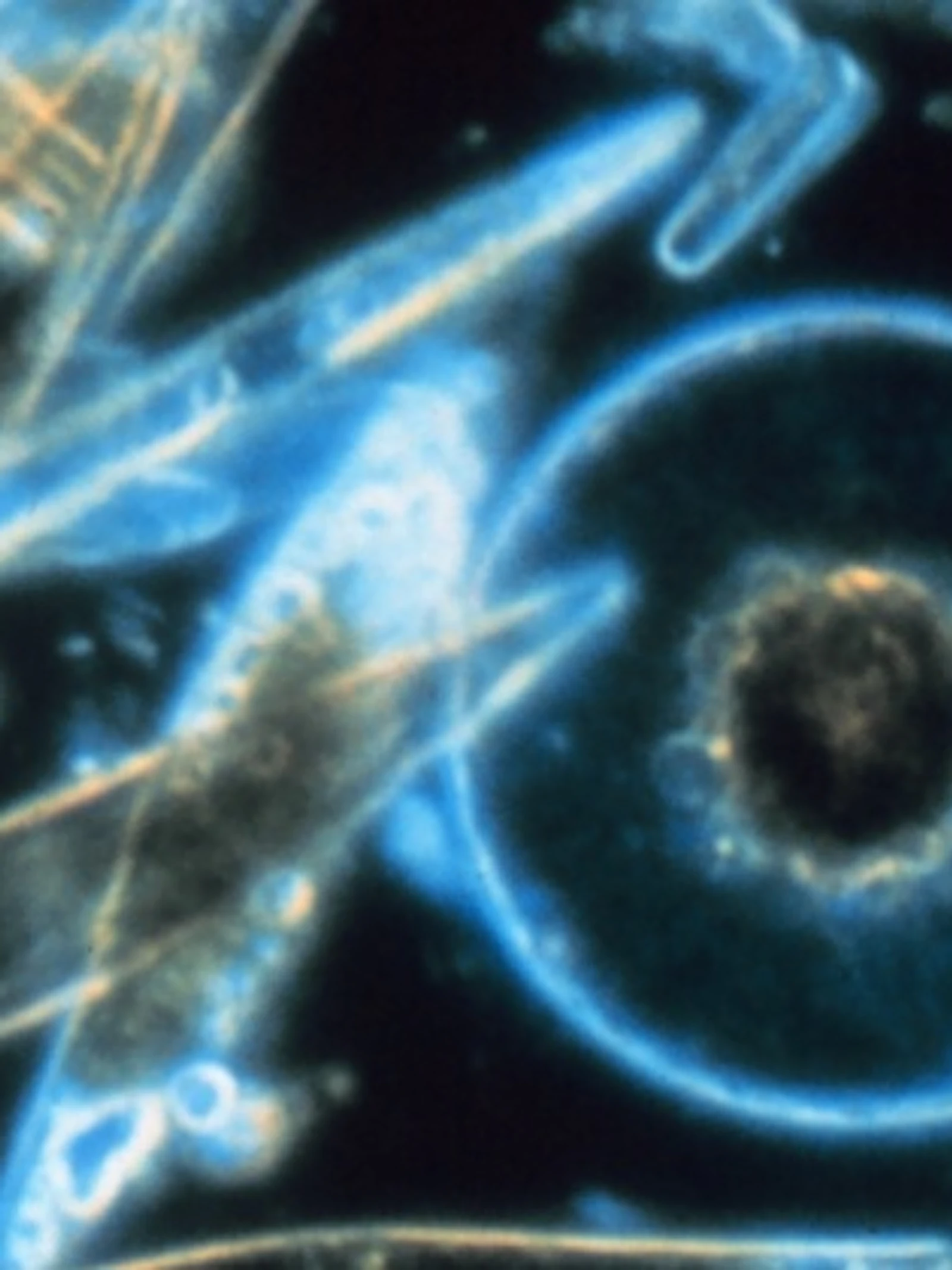 Onderzoek plankton