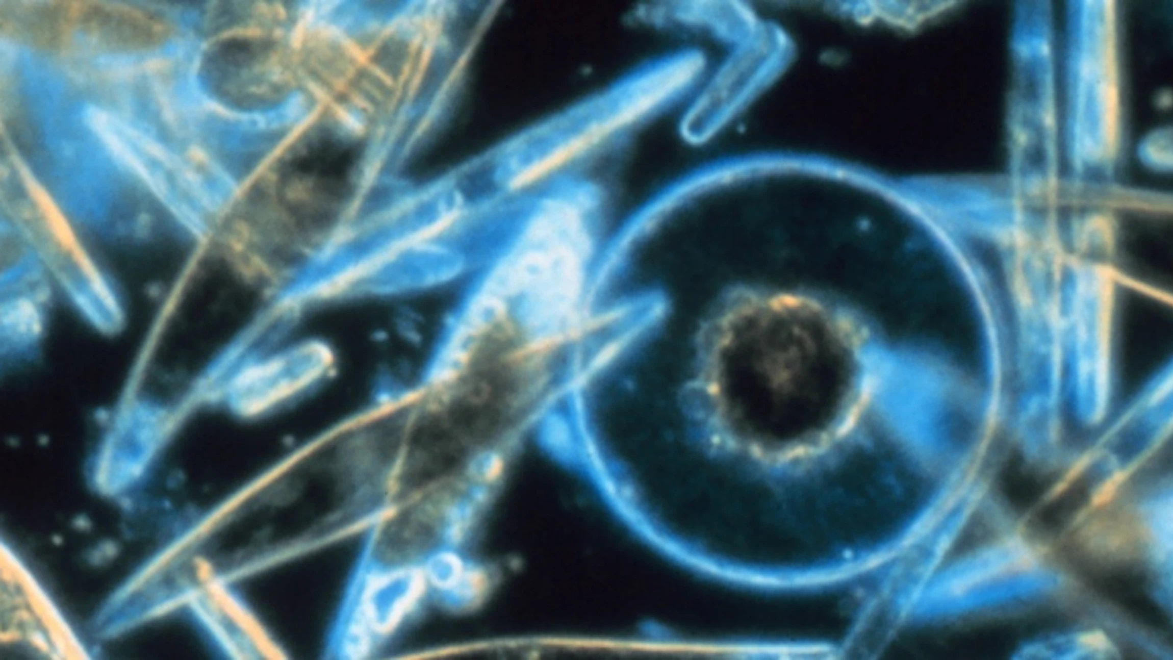Onderzoek plankton