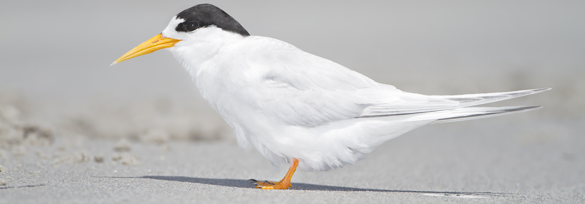 Is het een vogel, is het een mens?