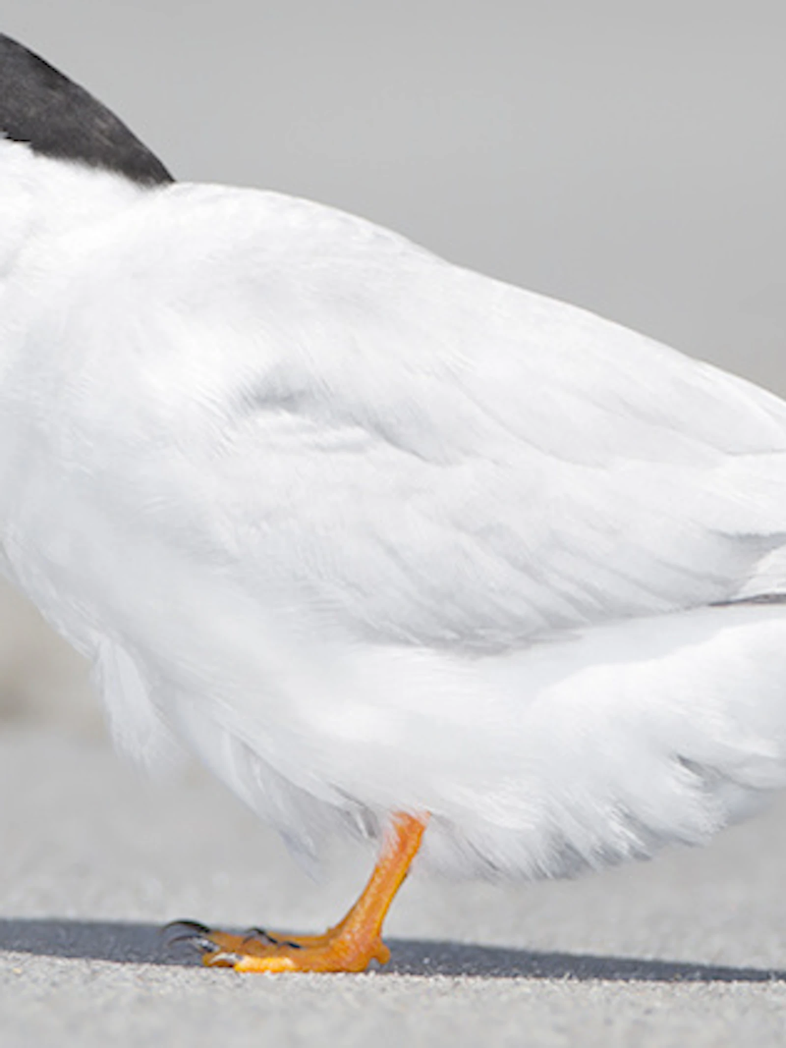Is het een vogel, is het een mens?