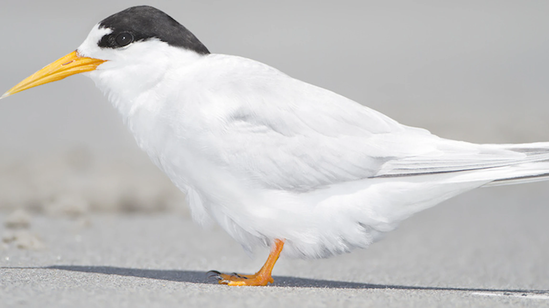 Is het een vogel, is het een mens?