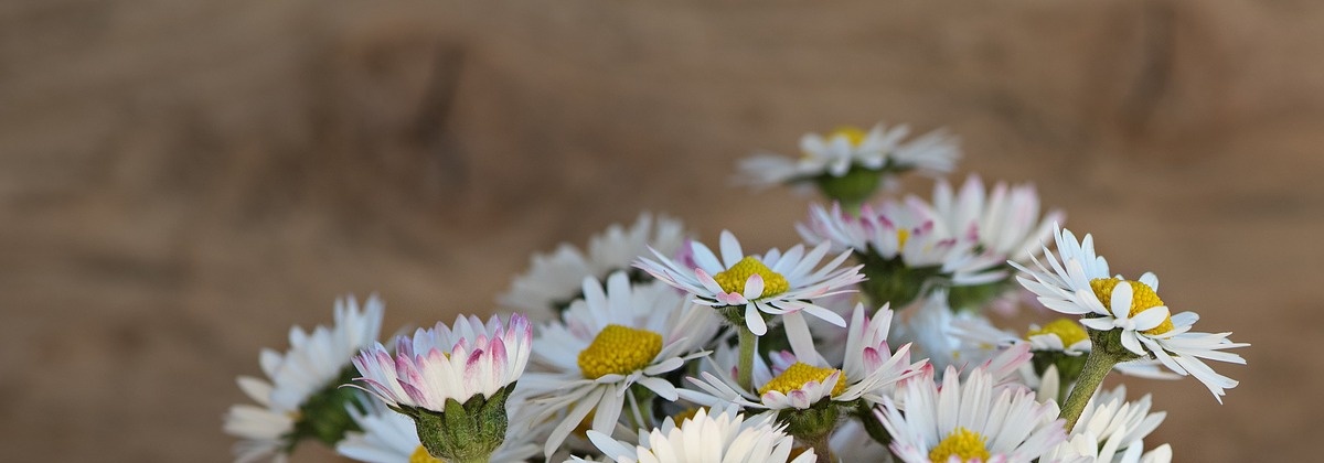 Zijn kopermuntjes goed voor je bloemen?