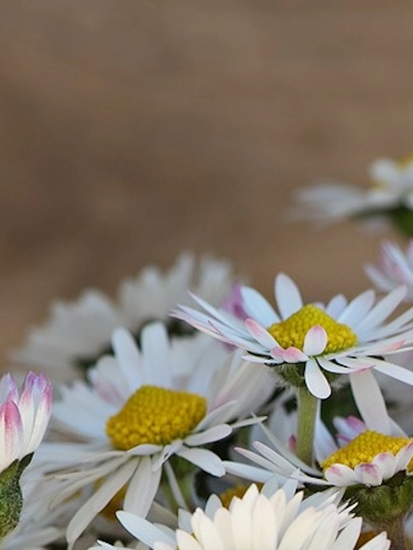 Zijn kopermuntjes goed voor je bloemen?