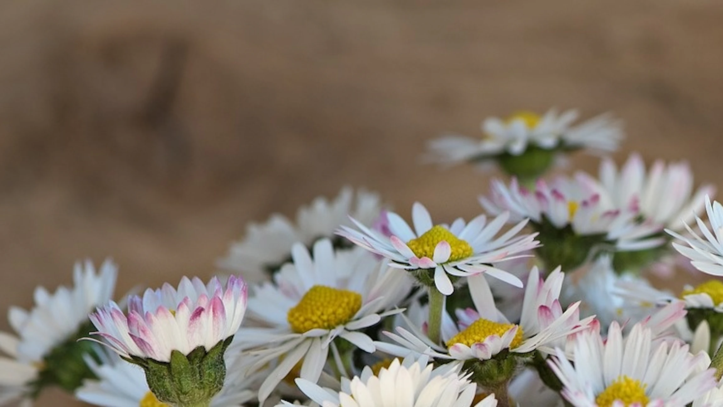 Zijn kopermuntjes goed voor je bloemen?