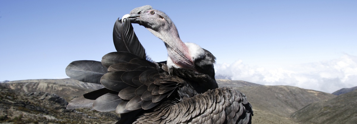 Vogels spotten