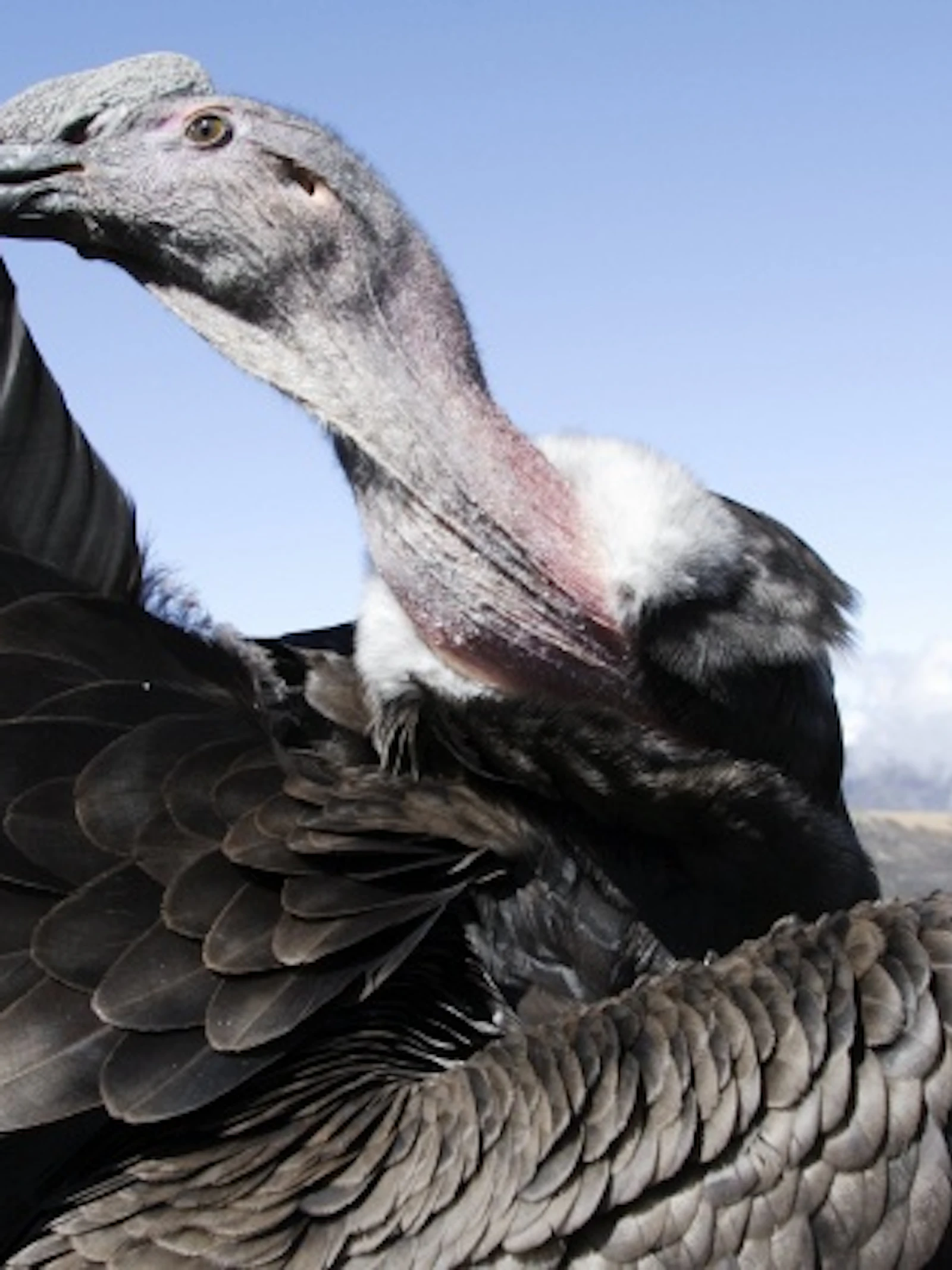 Vogels spotten