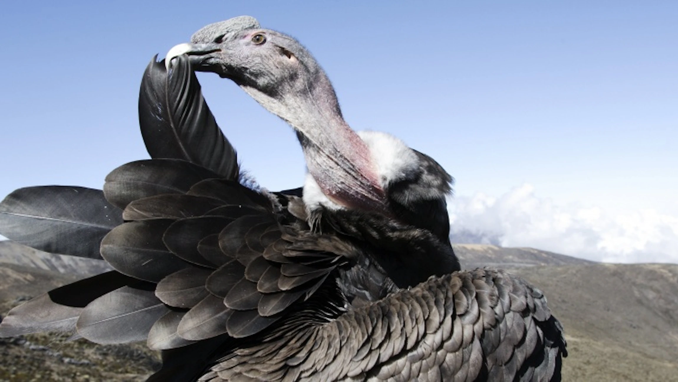Vogels spotten