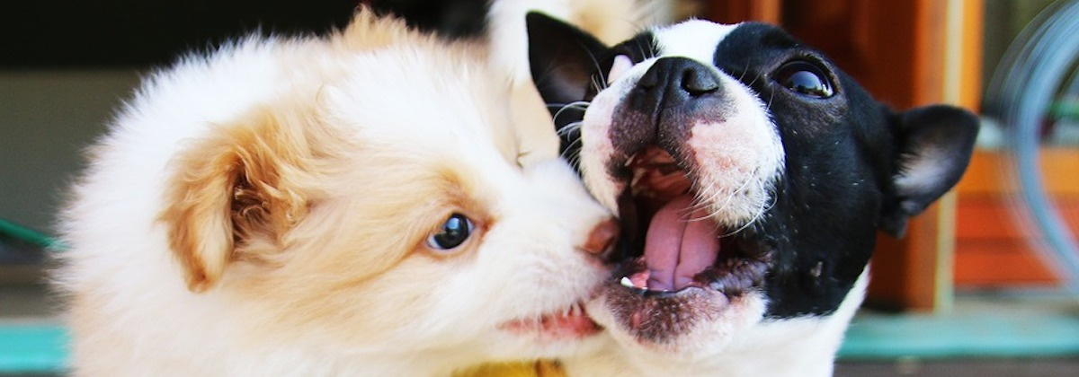 Heeft jouw hond verlatingsangst?