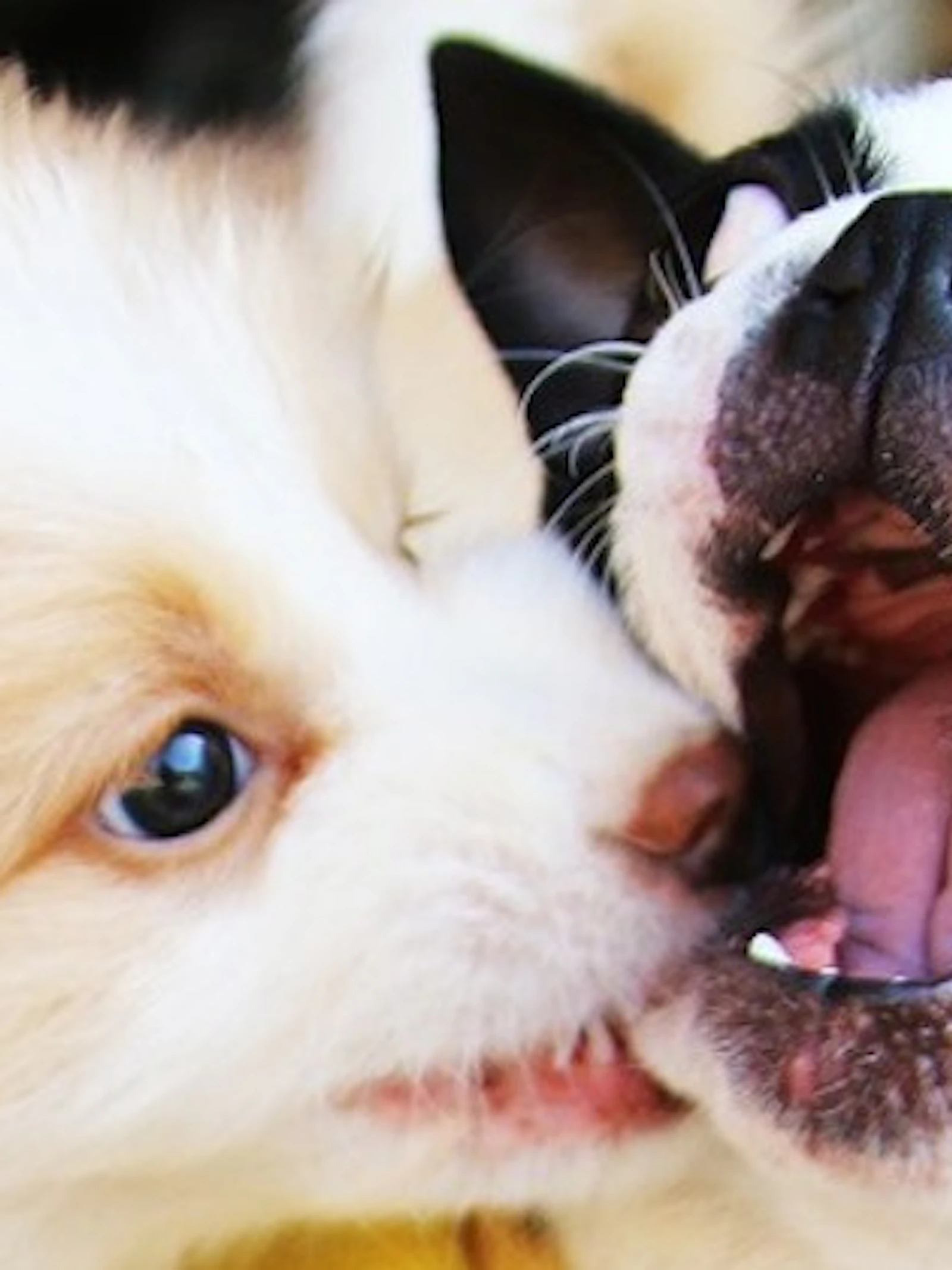 Heeft jouw hond verlatingsangst?