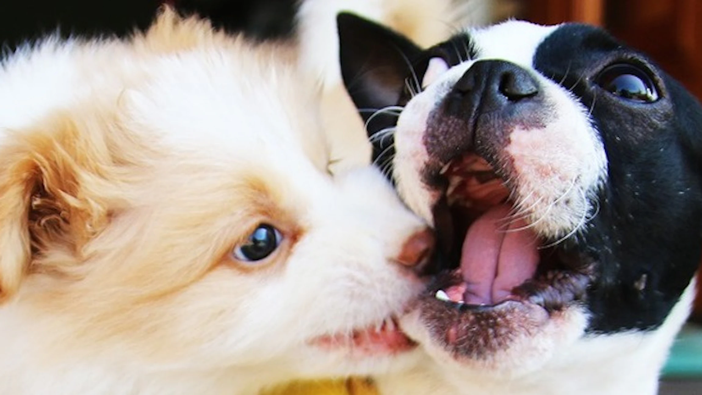 Heeft jouw hond verlatingsangst?