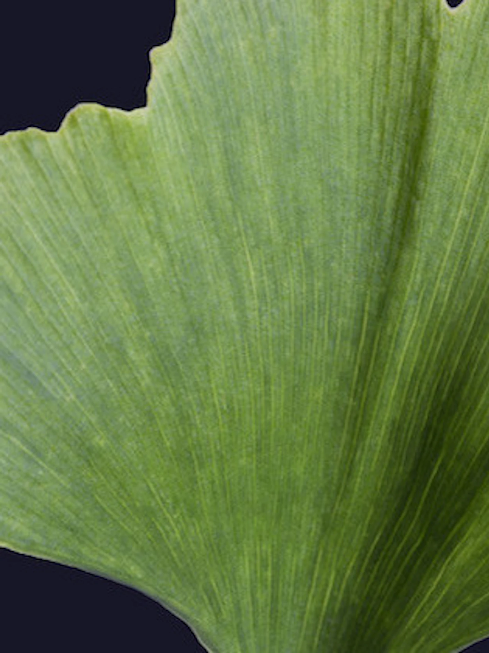 Plantencellen tellen
