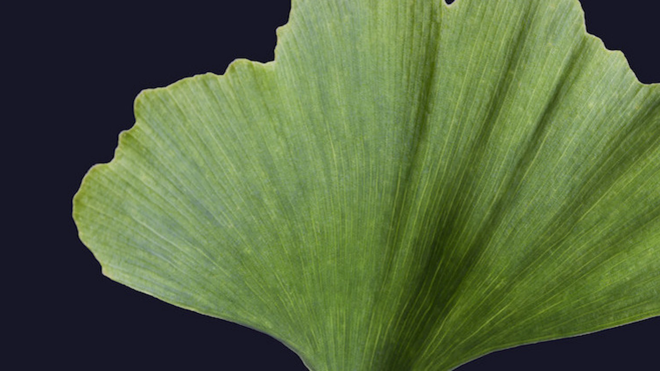 Plantencellen tellen