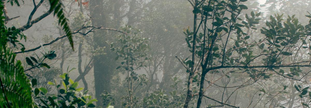 Bestudeer dieren in het regenwoud