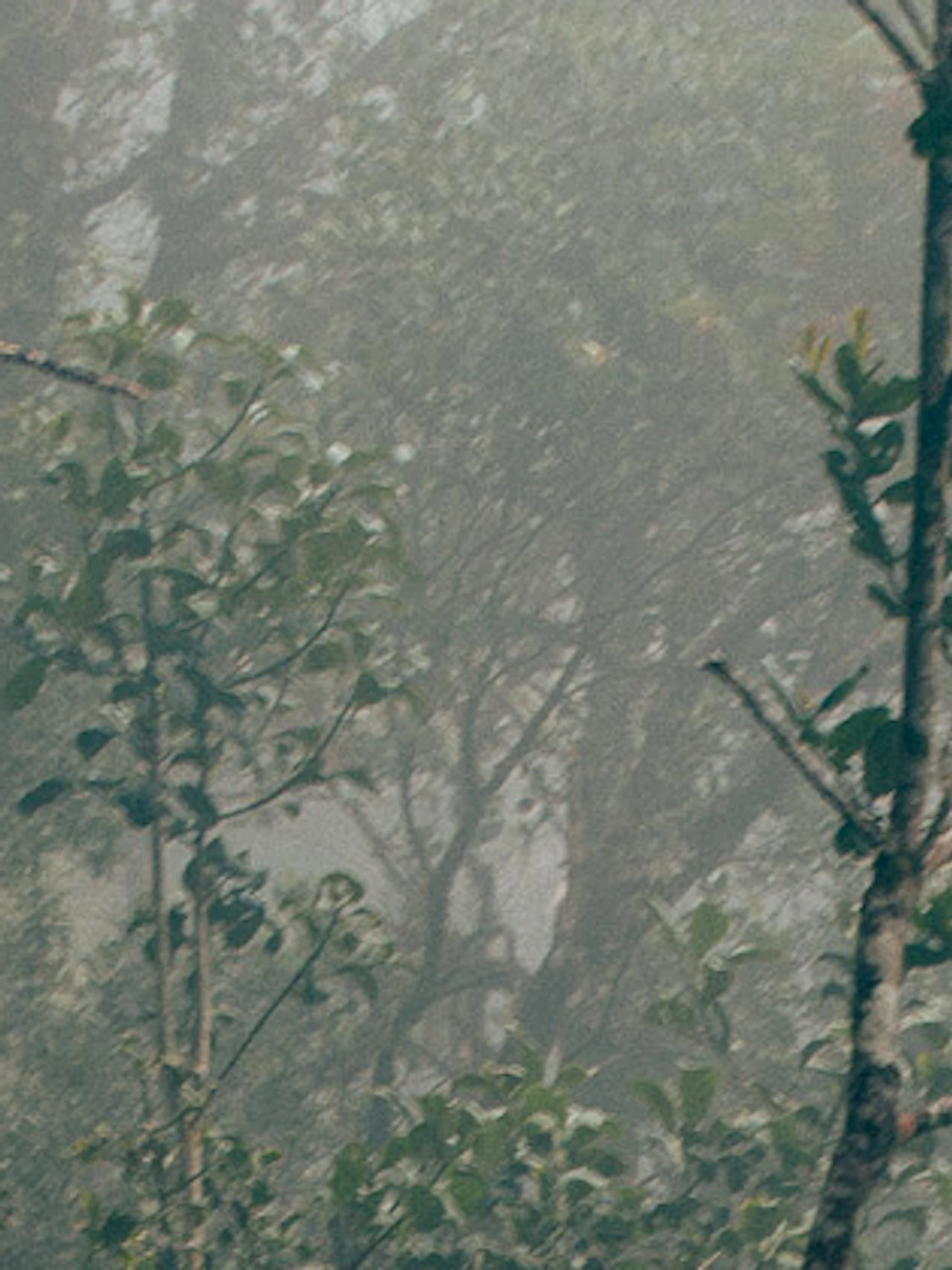 Bestudeer dieren in het regenwoud