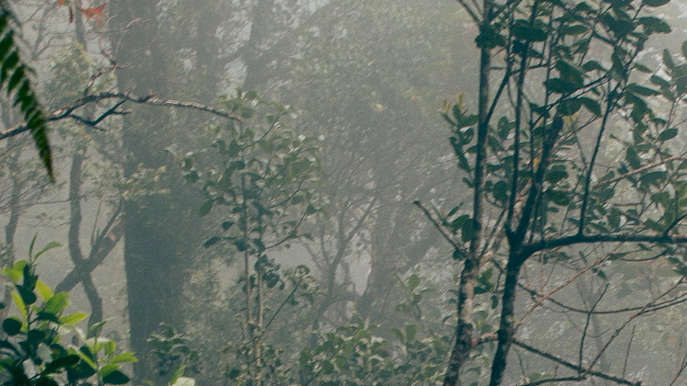 Bestudeer dieren in het regenwoud