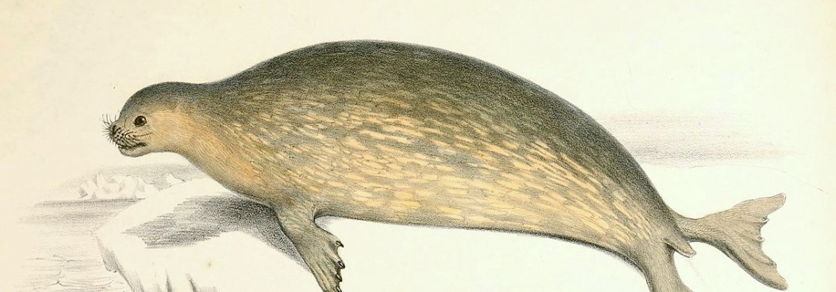 Zeehonden tellen