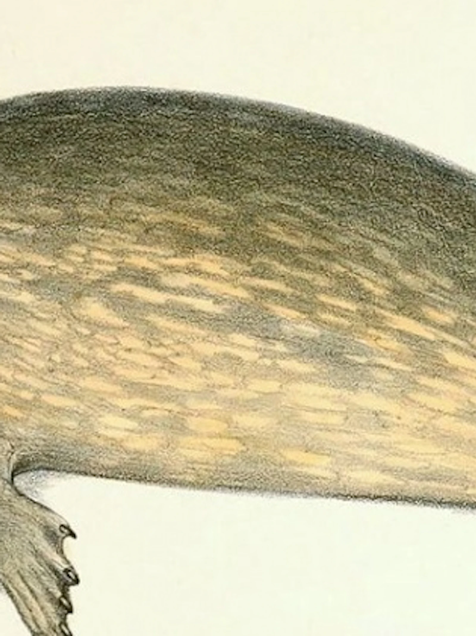 Zeehonden tellen