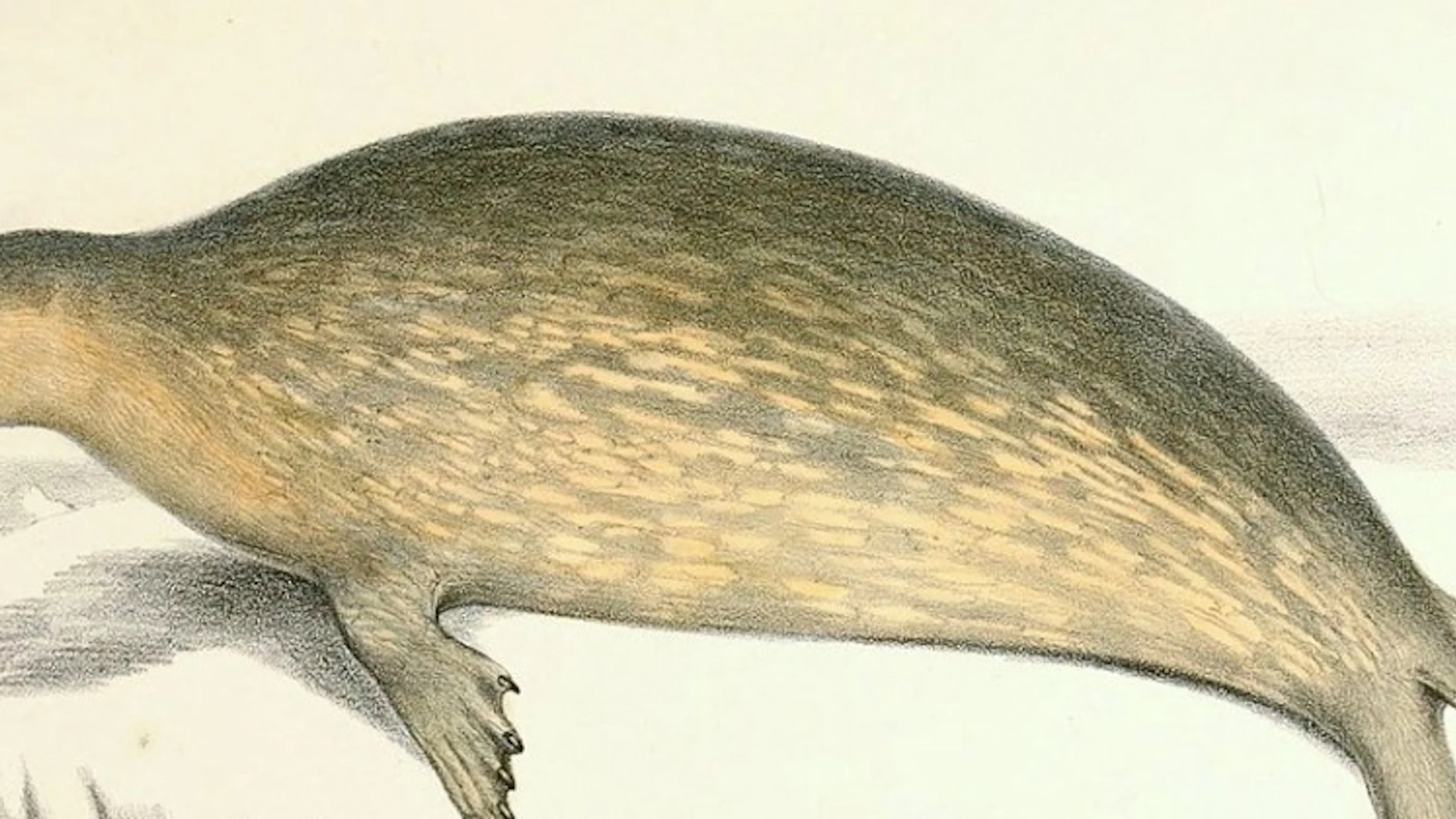 Zeehonden tellen