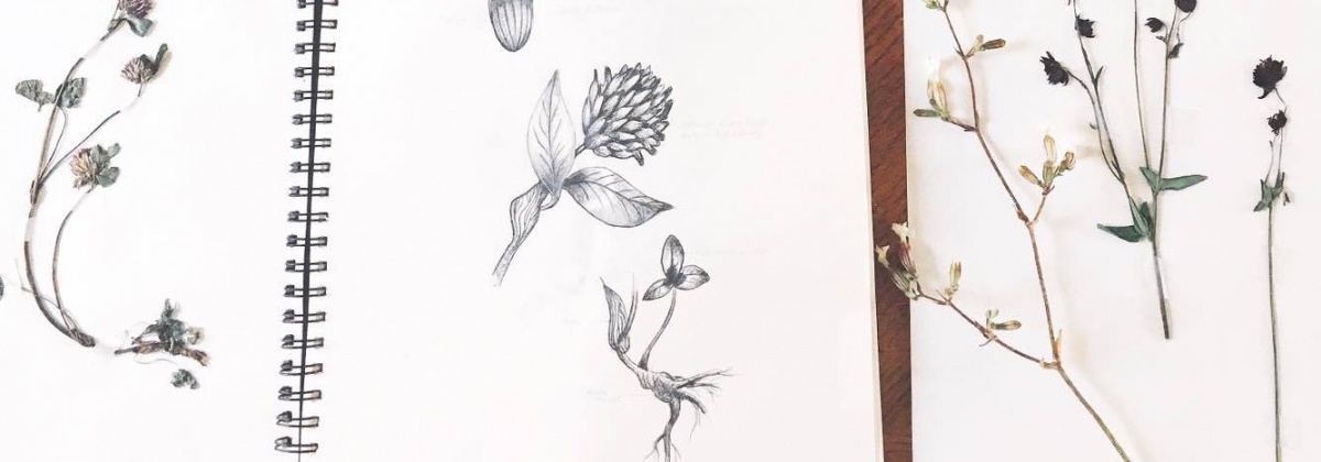 Digitaliseer een herbarium