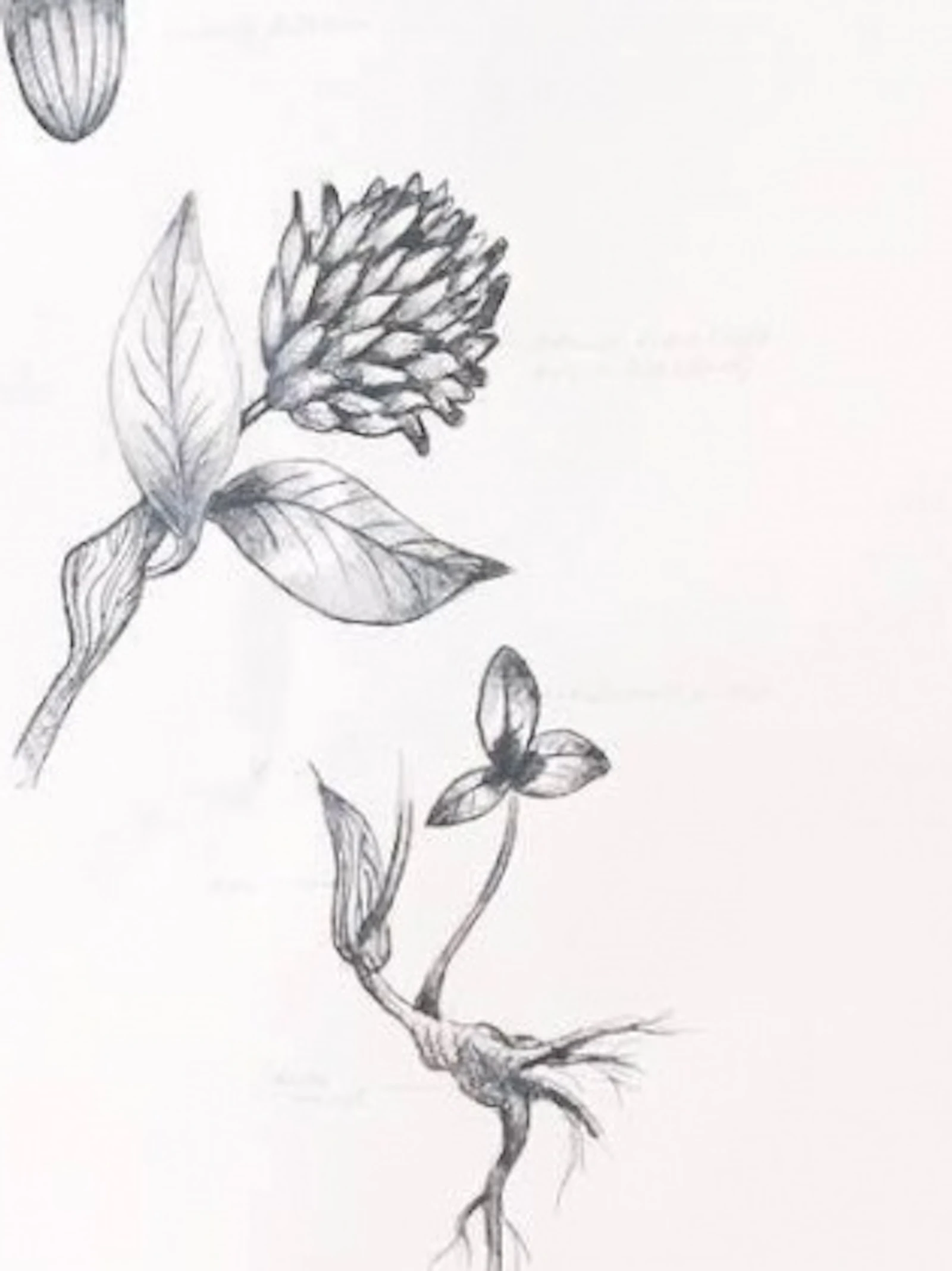 Digitaliseer een herbarium