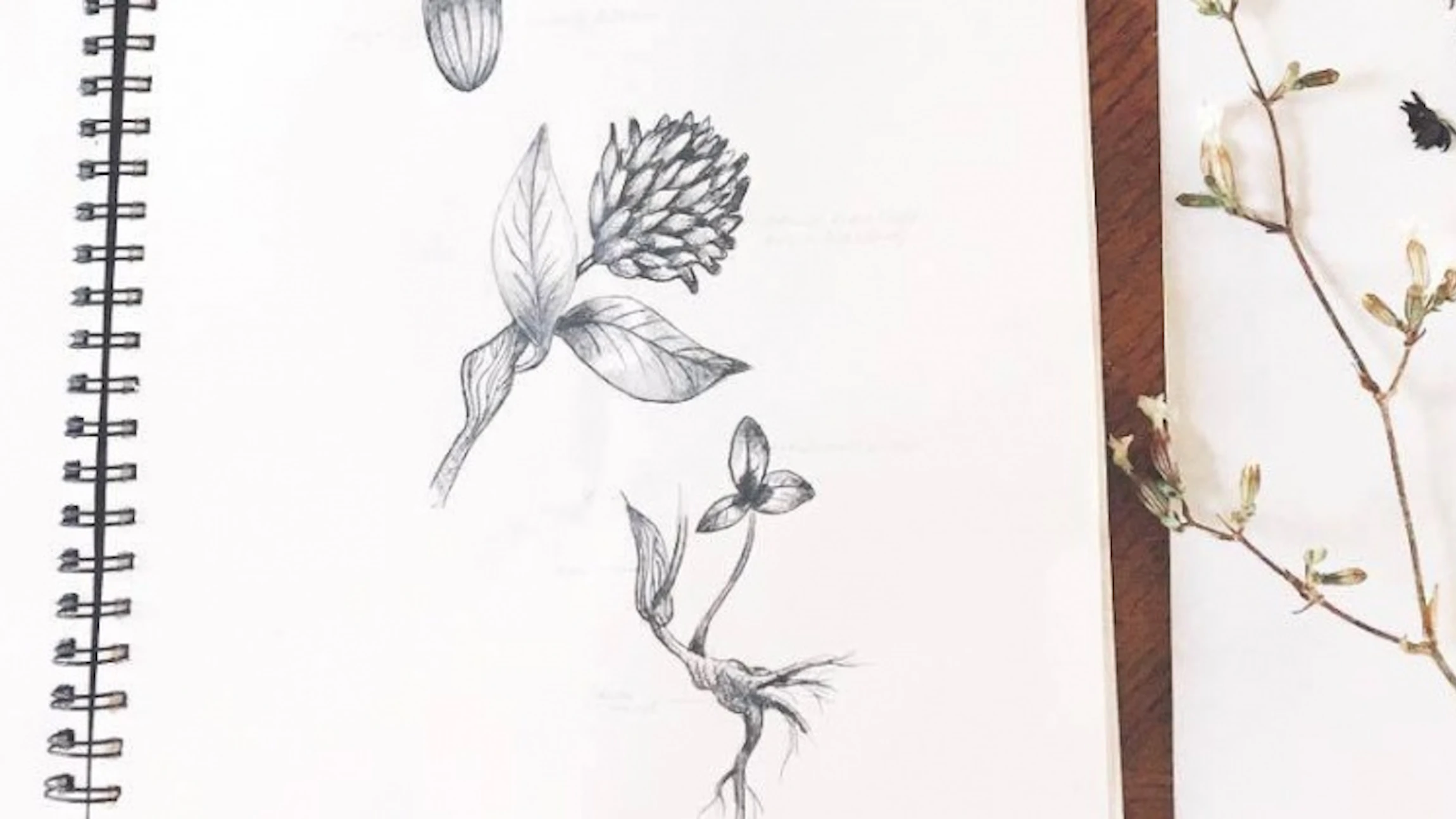 Digitaliseer een herbarium