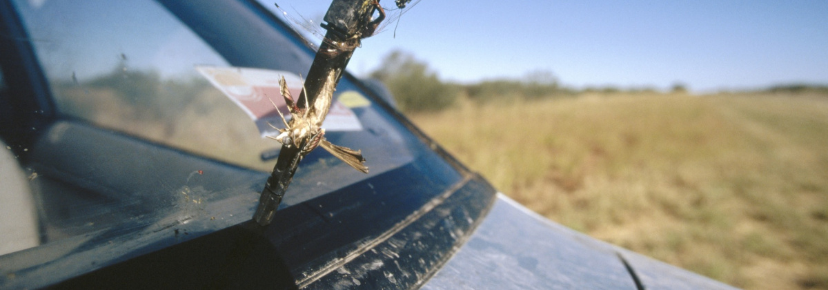 Insecten op je autoruit