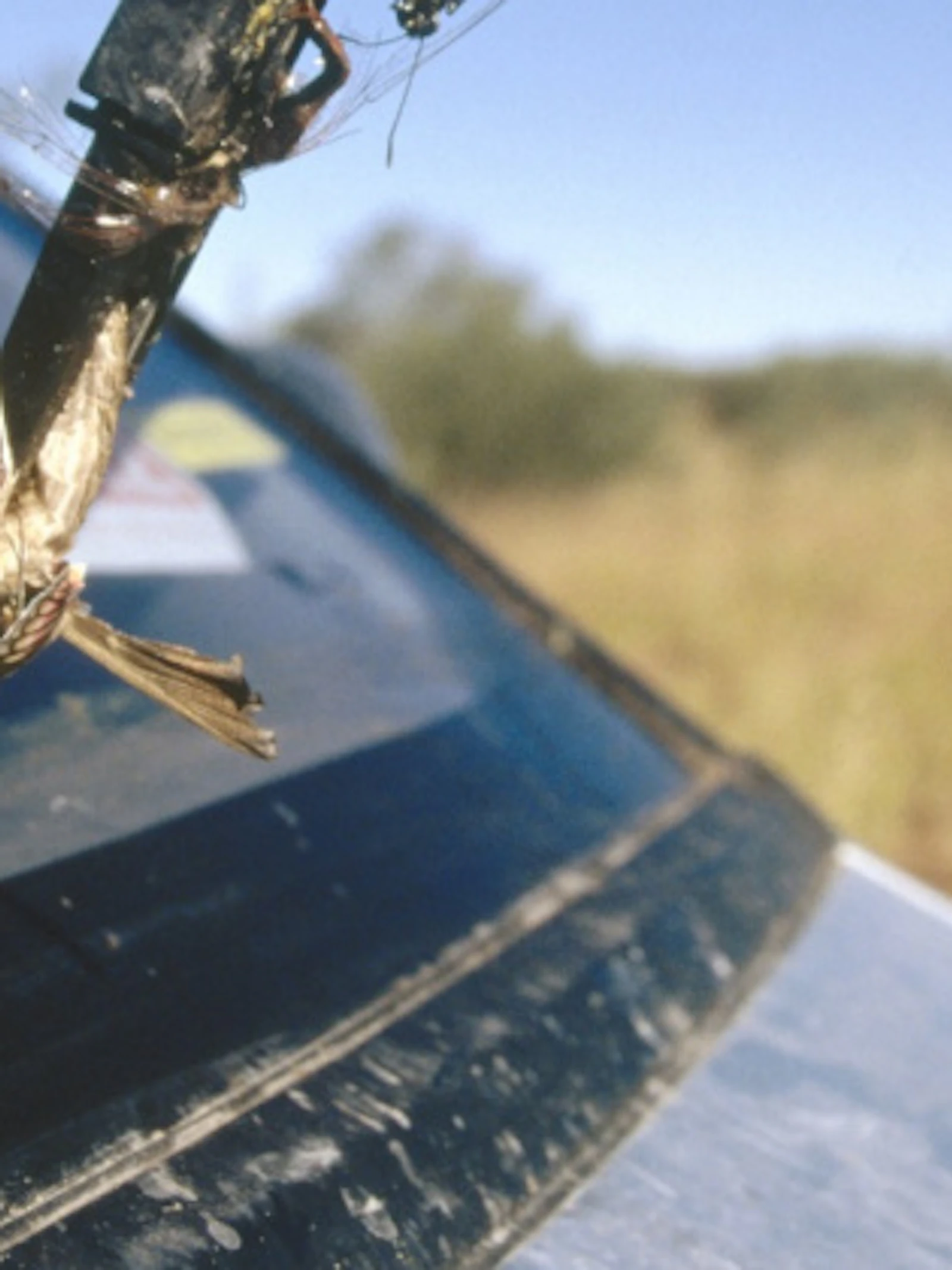 Insecten op je autoruit