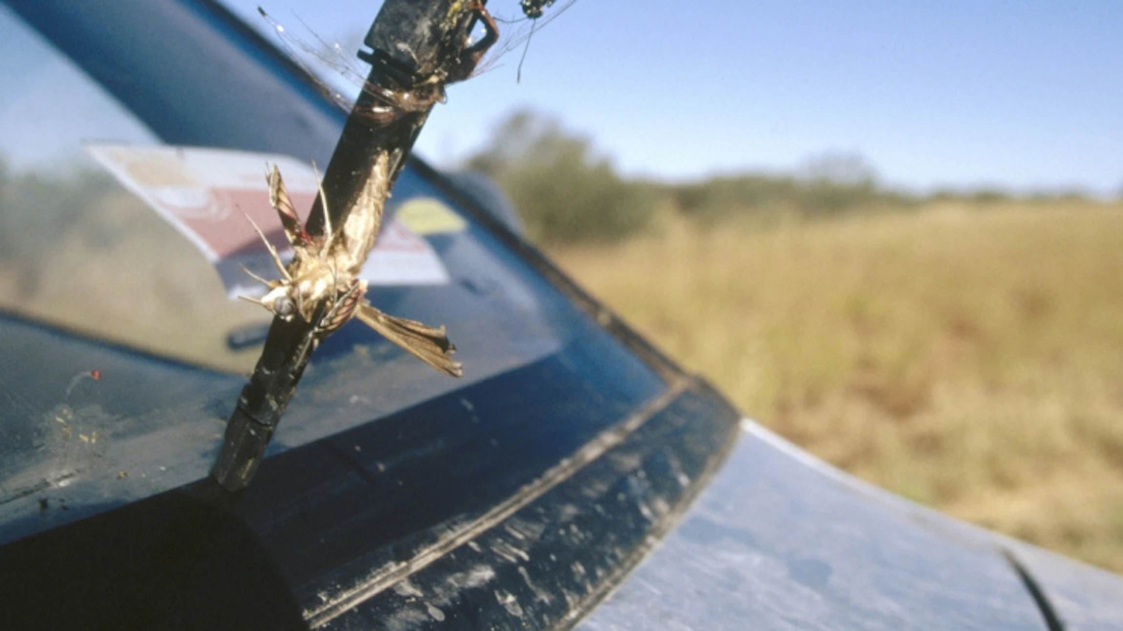 Insecten op je autoruit