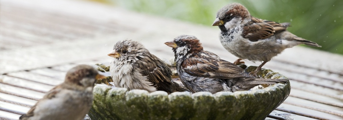 Tel de mussen in je tuin
