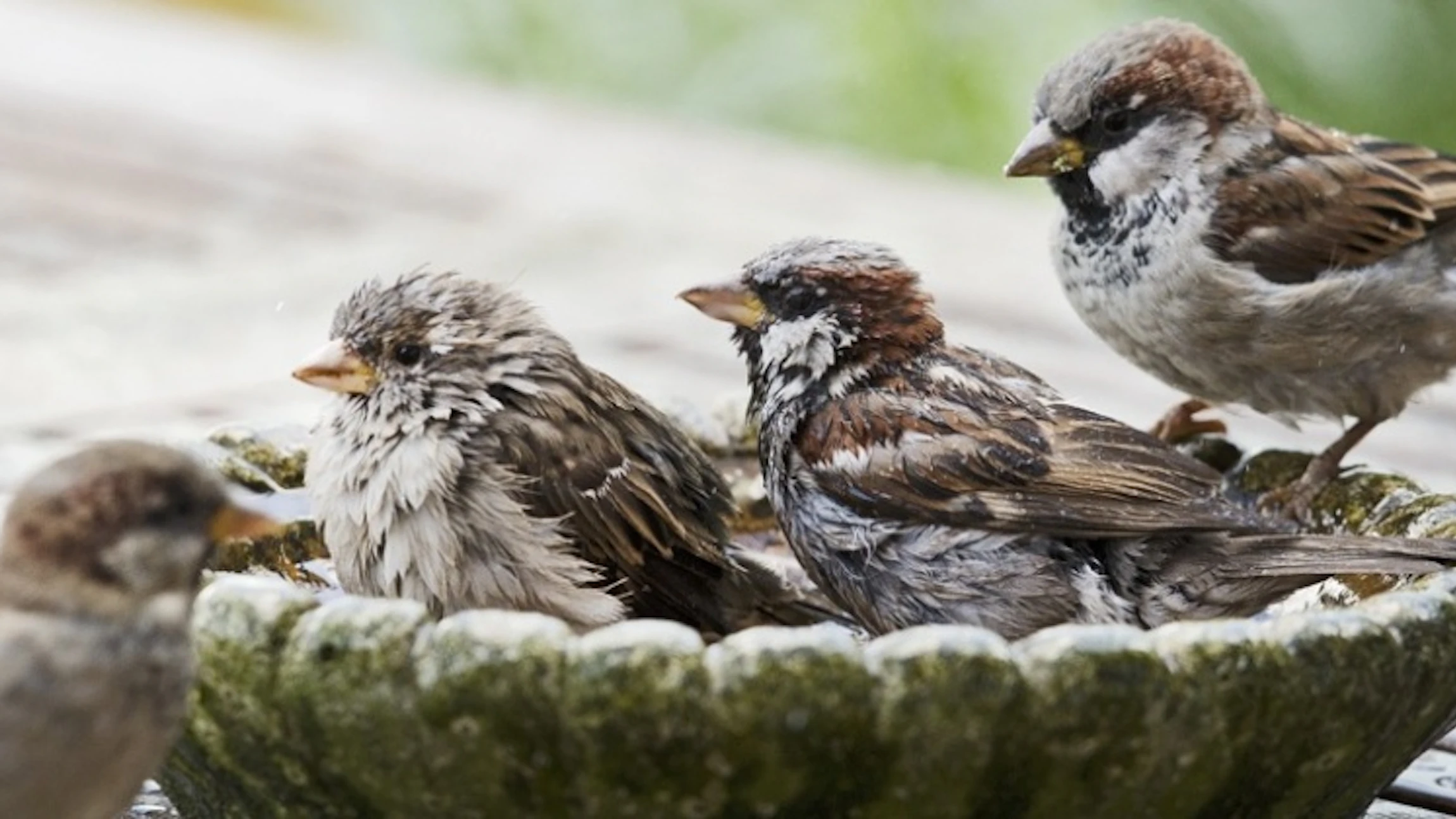 Tel de mussen in je tuin