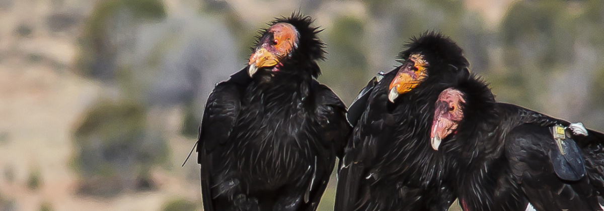 Vogels bespieden