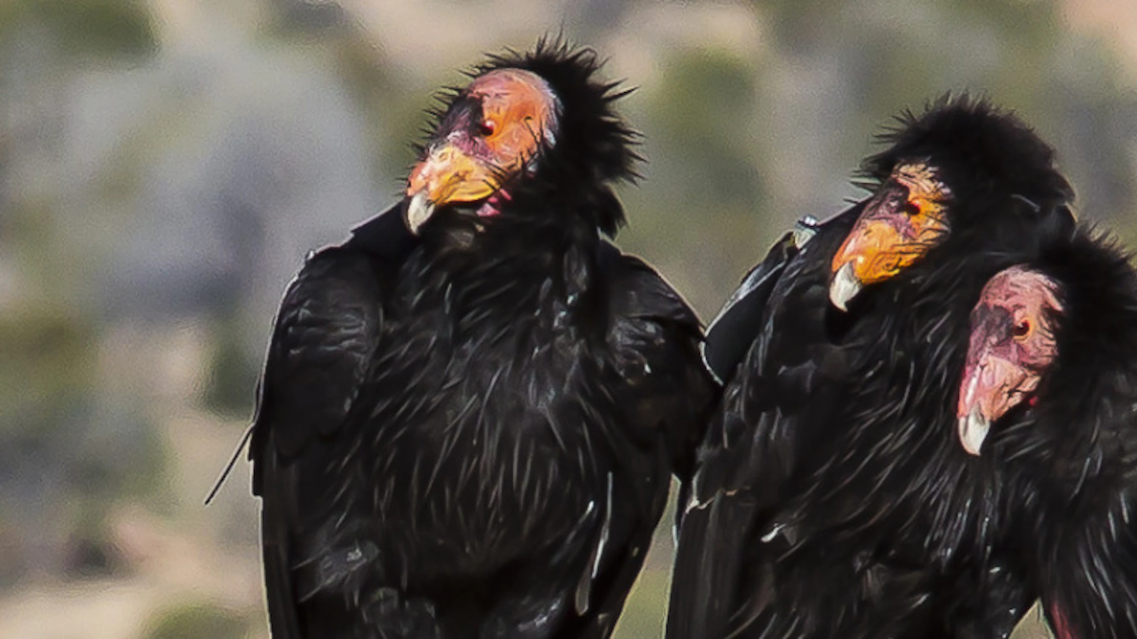 Vogels bespieden